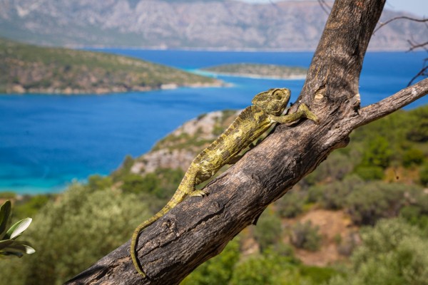 Chameleons - Samos